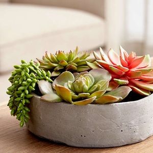 Crate and Barrel Succulent in Low Pot